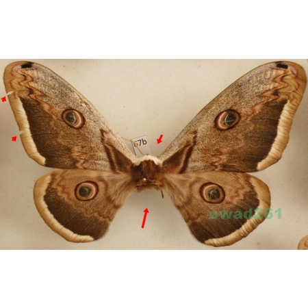 Saturnia pyri (Denis & Schiffermüller, 1775) female Pawica gruszówka Czech 114mm67b